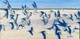 Debbie Poynter  Birds Flying High